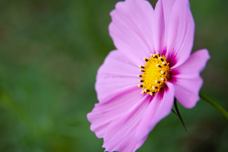 Buy Tall Pink Cosmos Flowers: A Garden's Elegance