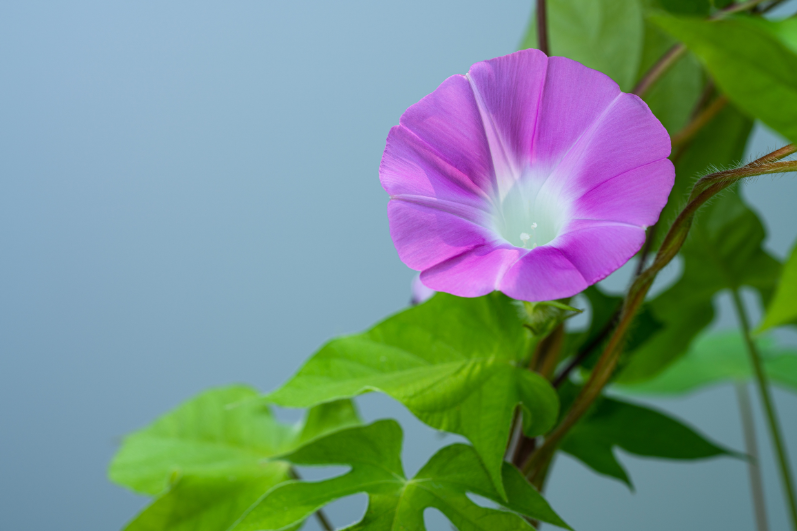Buy Pink Morning Glory Seeds: Nature's Delicate Charm