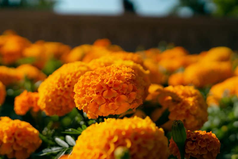 Tall Orange African Marigold Flower Seeds: Garden's Stately Blooms