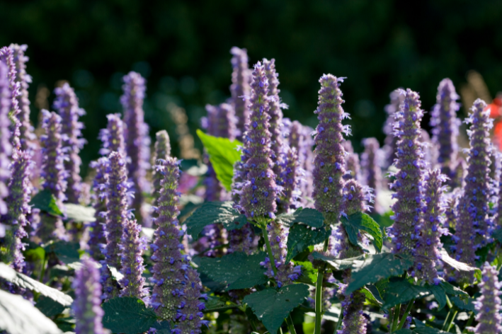 Seeds shop - Embrace the allure of Agastache Rugosa!