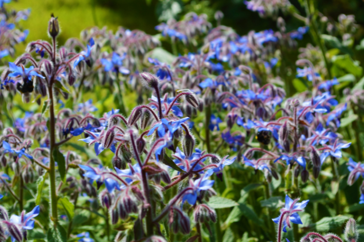 Cultivate joy with Borage Seeds!