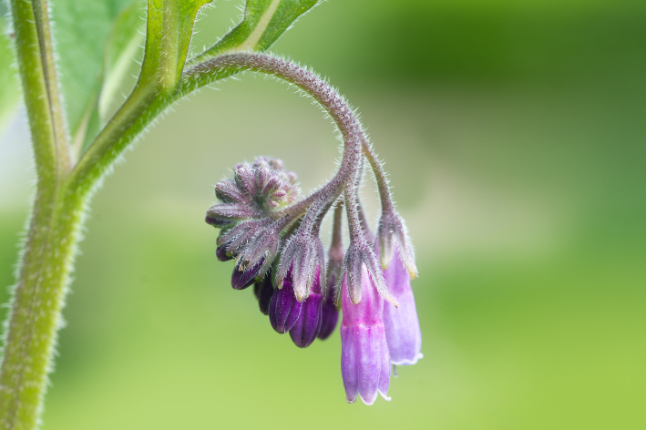 Cultivate healing with Comfrey Seeds