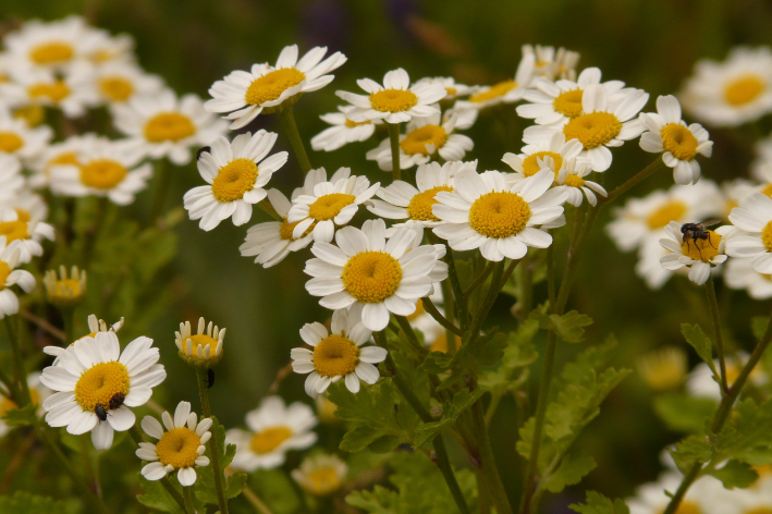 Blossom with Herb Feverfew Seeds - Shop now!