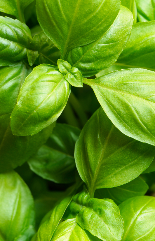 Seeds shop - Embrace the aroma of Basil!