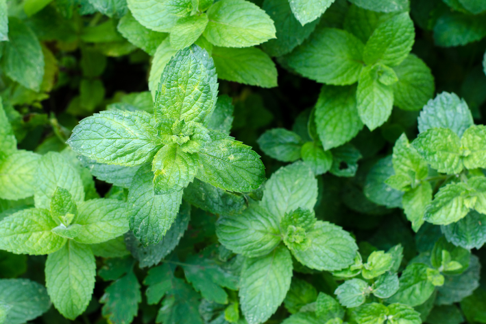 Cultivate flavor with Mint Seeds