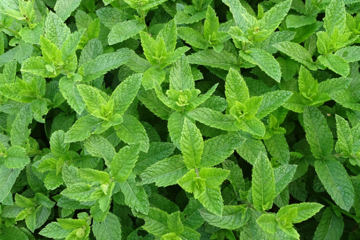 Tempting Peppermint Seeds - Order today!
