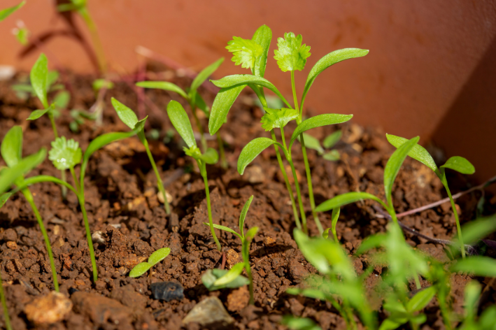 Buy Small Leaf Coriander Seeds - Garden delight!