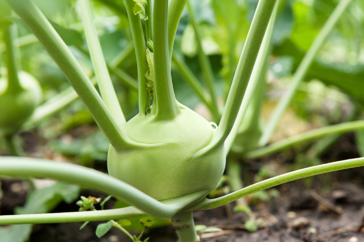 Delicacy Kohlrabi Seeds - Fresh and Nutritious!