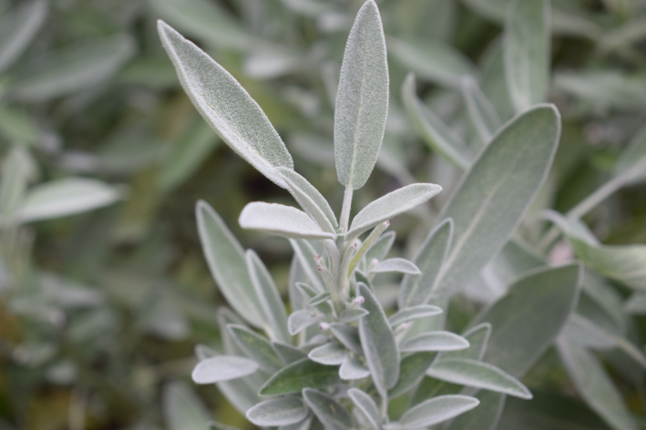 Herb Spanish Sage Seeds - Enhance Your Culinary Garden