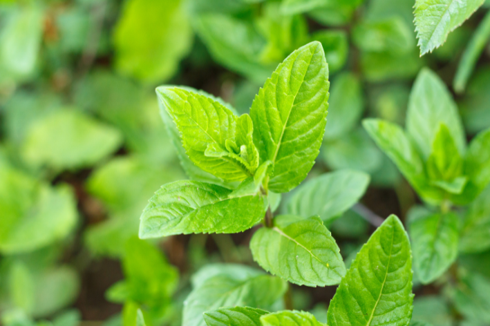 Grow Aromatic Spearmint with Our Seeds