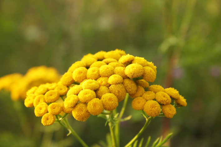 Get Vibrant Tansy Seeds for Your Garden