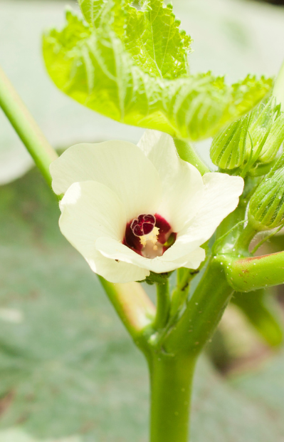 Enhance Your Garden with Abelmoschus moschatus Seeds