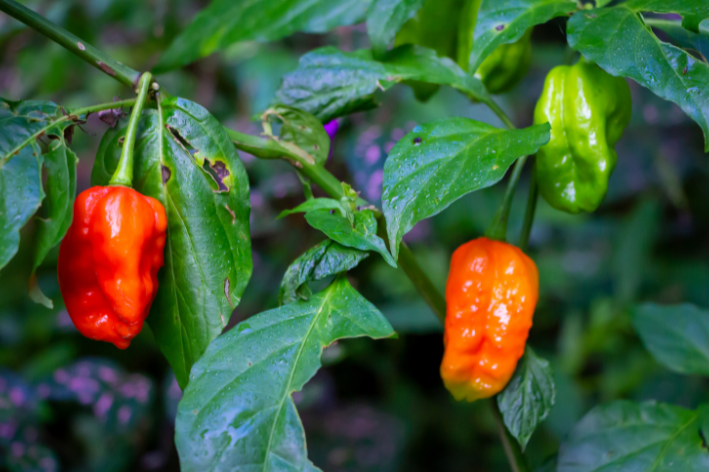 Buy Hot Carolina Reaper Pepper Seeds Online Today!