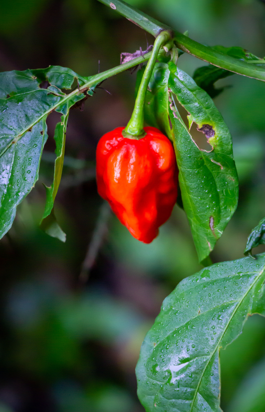 Grow Your Own Carolina Reaper Peppers - Shop Seeds