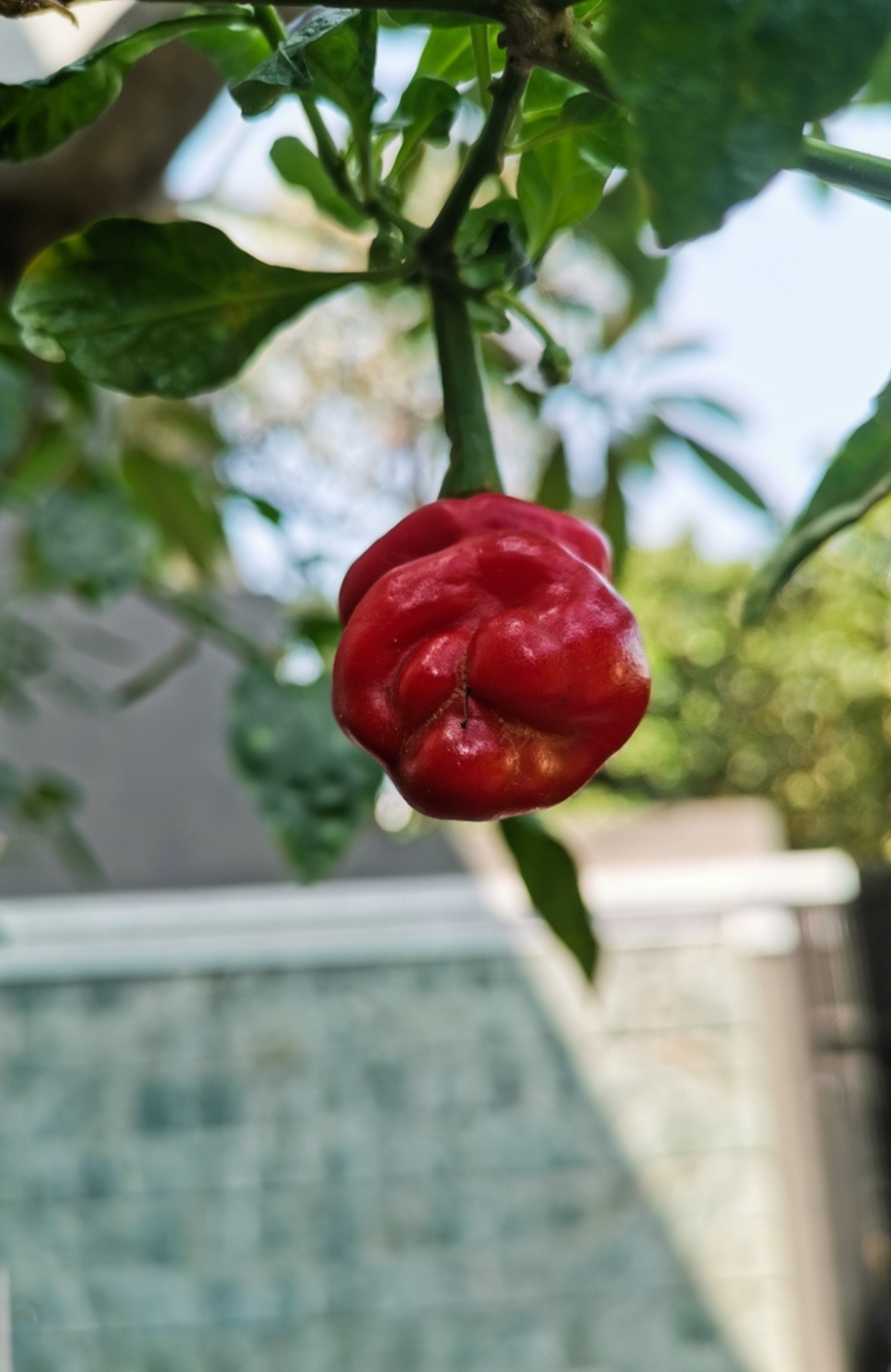 Discover Chilli Pepper Peter Seeds - Grow Your Hot Harvest!