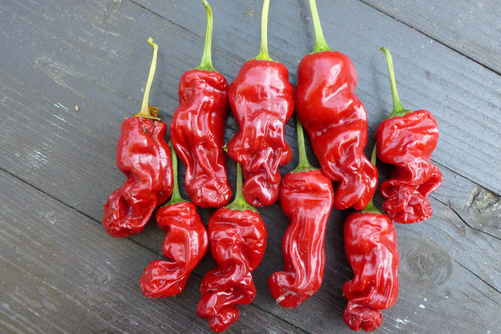 Premium Chilli Pepper Peter Seeds - Unleash the Fiery Flavors!