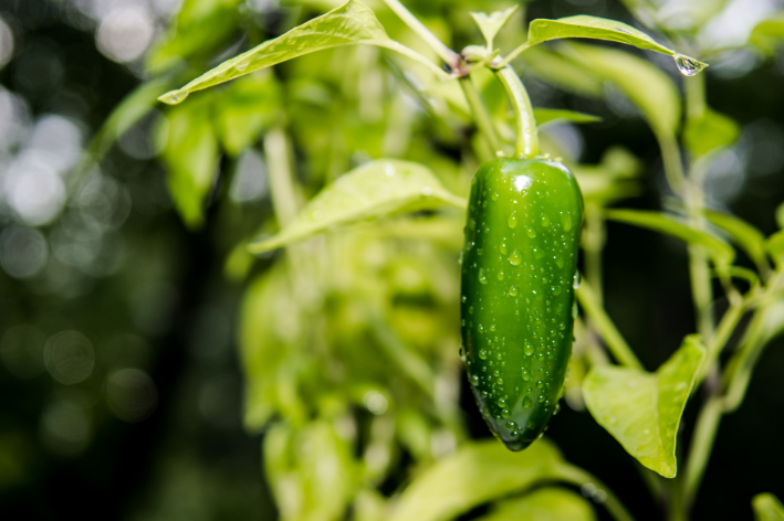 Hot and Flavorful - Buy Jalapeno Seeds Online