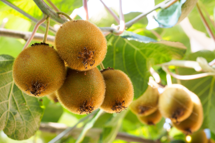 Experience Kiwi Delight - Shop Seeds Here!