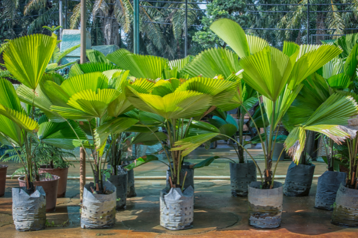 Livistona Chinensis Seeds - Grow exotic and elegant Livistona palms in your garden