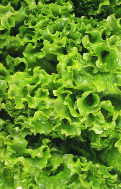 Enhance Your Salads - Buy Looseleaf Lettuce Seeds