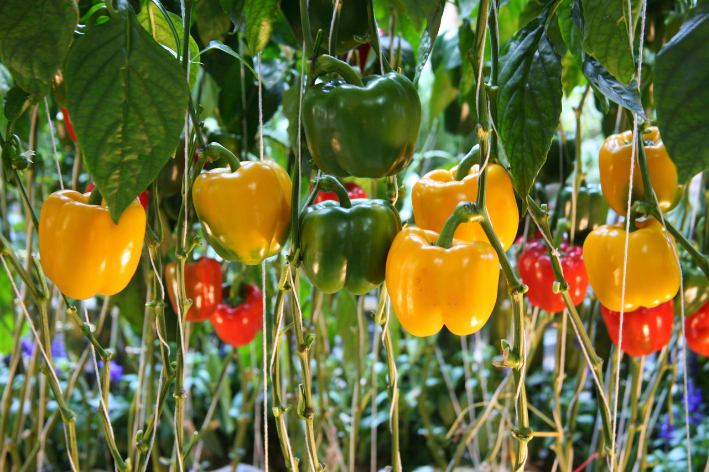 Start Your Pepper Paradise - Sweet Bell Pepper Seeds!