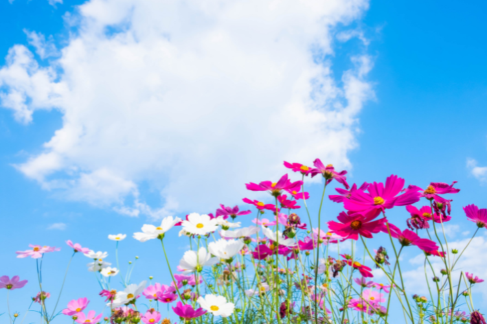 Grow Your Dream Garden - Mix Flower Cosmos Seeds!
