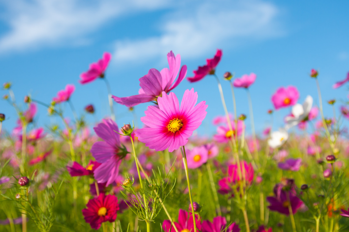 Flourish with Mix Flower Cosmos Seeds - Nature's Kaleidoscope!