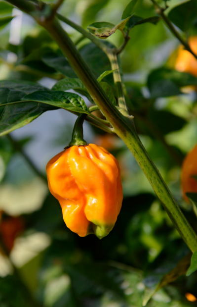 Hot Orange Habanero Pepper Frø | Capsicum