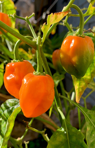 Hot Orange Habanero Pepper Seeds (Capsicum)