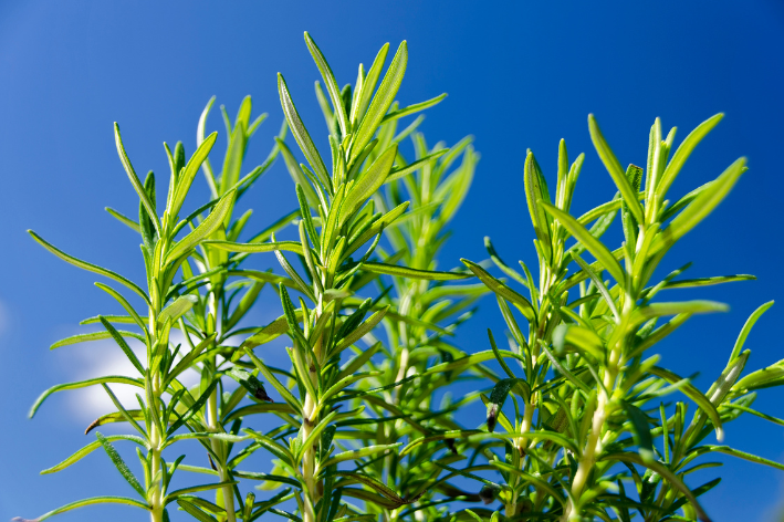 Plant Your Own Rosemary with Our Seeds