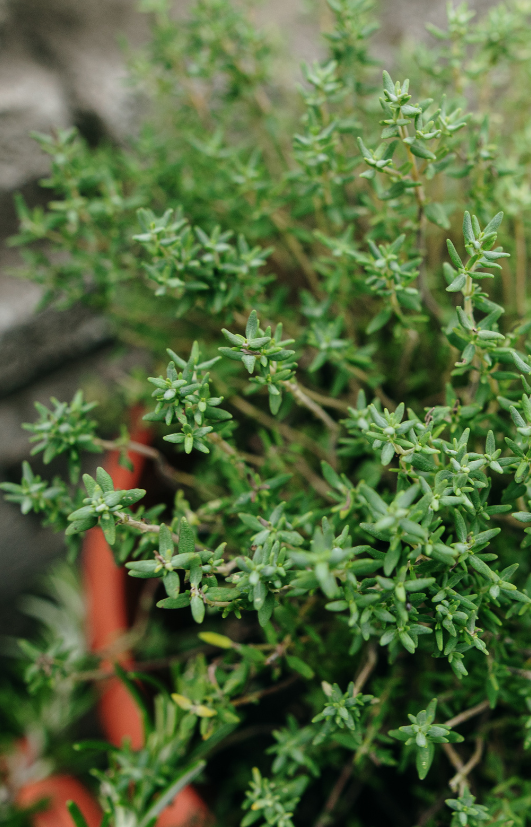 Thyme Herb Seeds - Perfect for Your Kitchen Garden