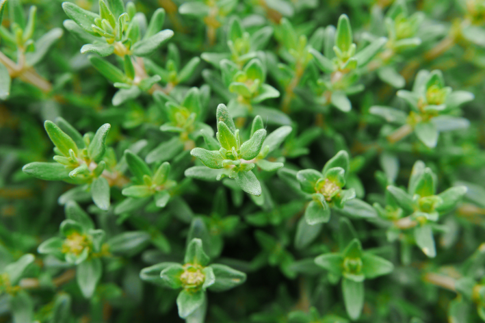 Buy Quality Thyme Seeds for Your Culinary Creations