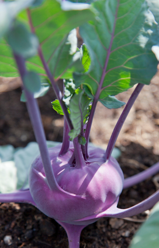 Buy Purple Kohlrabi Seeds - Garden brilliance!