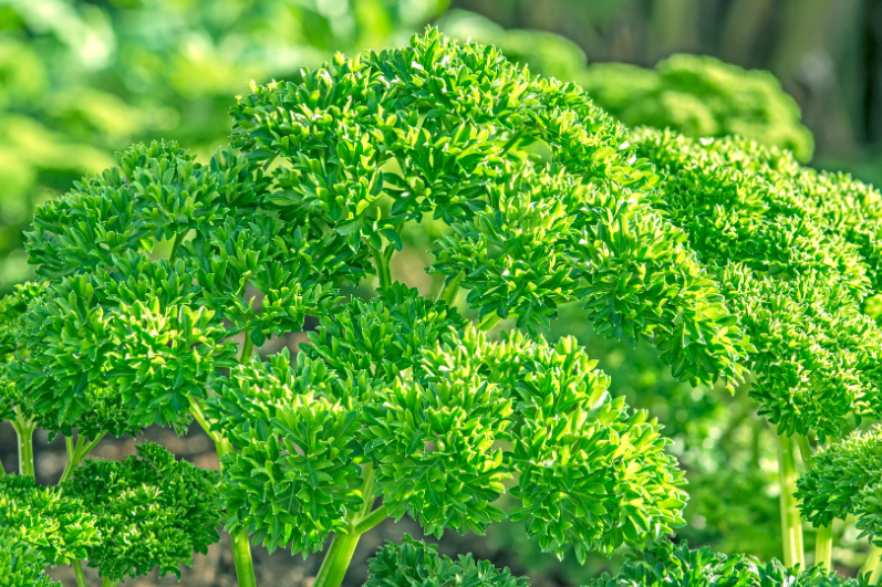 Buy Afrodite Parsley Seeds: Flavorful Garden Herb