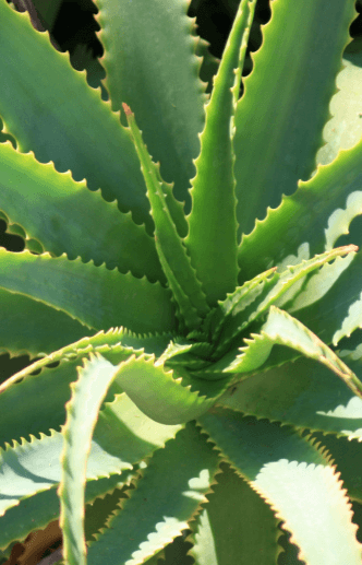 Buy Aloe Vera Barbadensis Miller seeds for vibrant, healthy plants - Order today