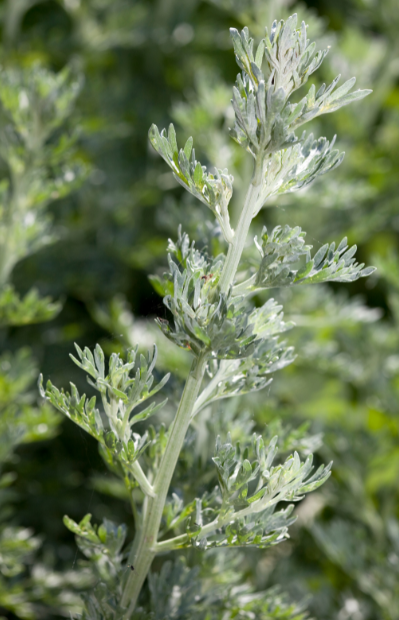 Seeds shop - Unlock Artemisia Annua's potential!
