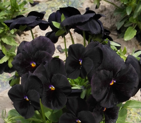 Cultivate beauty with Black Pansy Seeds