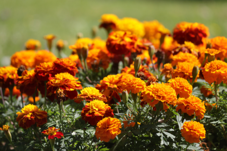 Tall Orange African Marigold Flower Seeds: Your Garden's Graceful Addition