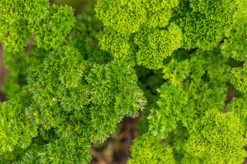 Buy Premium Afrodite Parsley Seeds Collection