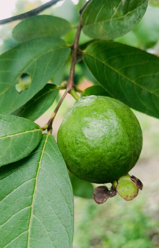 Buy Guava Seeds - Garden delight!