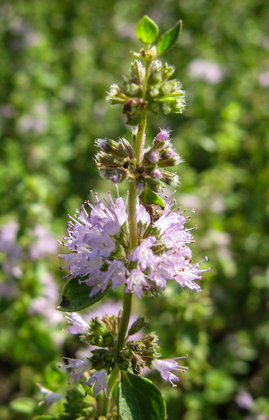 Tempting Pennyroyal Seeds - Order today!