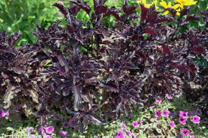 Blossom with Purple Basil Seeds - Shop now!