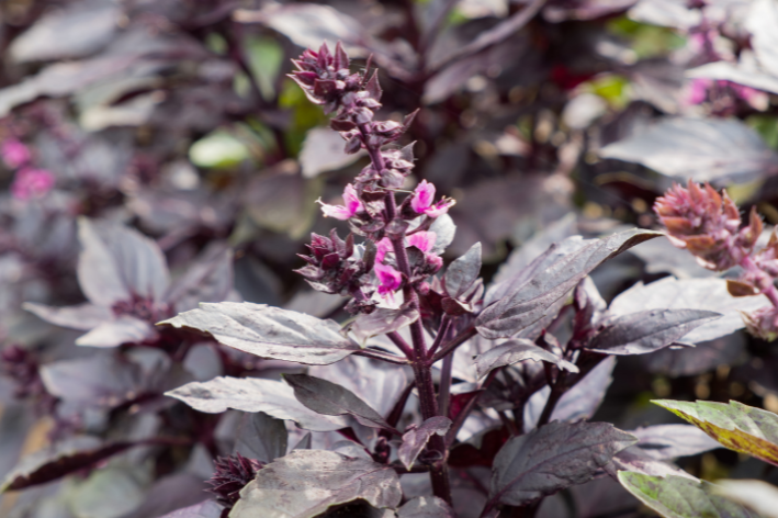 Buy Purple Basil Seeds - Garden delight