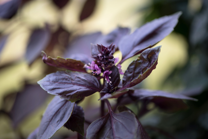 Seeds shop - Embrace the richness of Purple Basil!