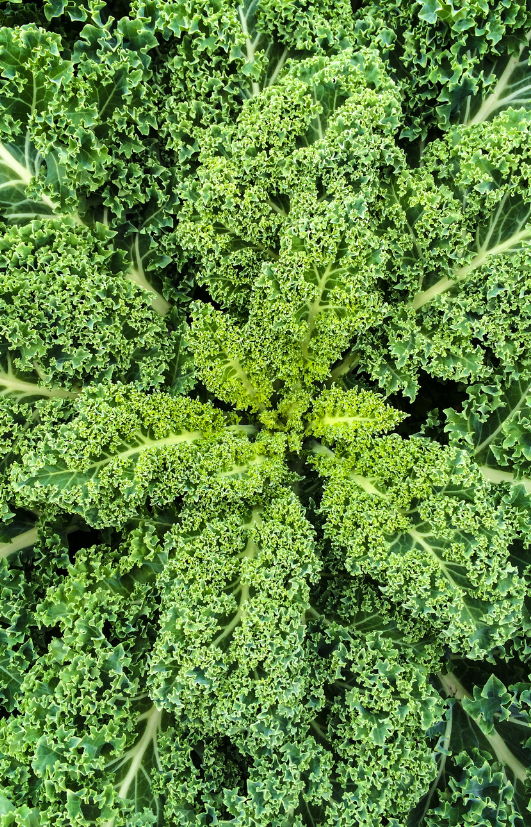 Buy Green Kale Seeds: Cultivate Garden Brilliance 