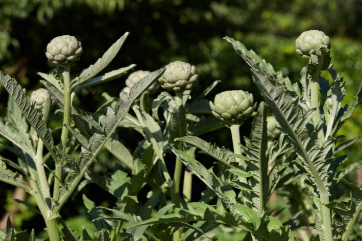 Seeds shop - Embrace the allure of Green Globe Artichoke!