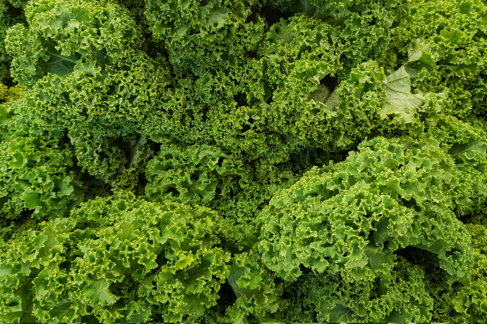 Tempting Green Kale Seeds - Order today!