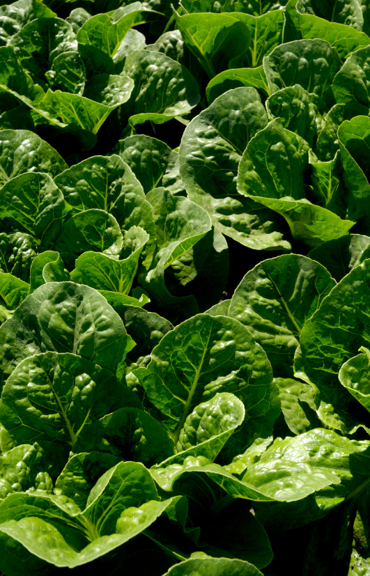 Buy Green Romaine Lettuce Seeds: Cultivate Garden Brilliance 
