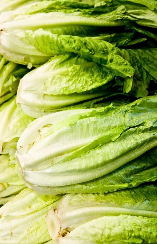 Cultivate health with Green Romaine Lettuce Seeds