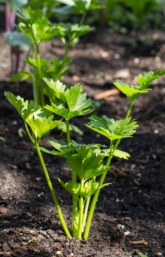 Noble Celery Seeds: Heat-Resistant Garden Marvel